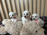 dziewczynki -  6 tygodni